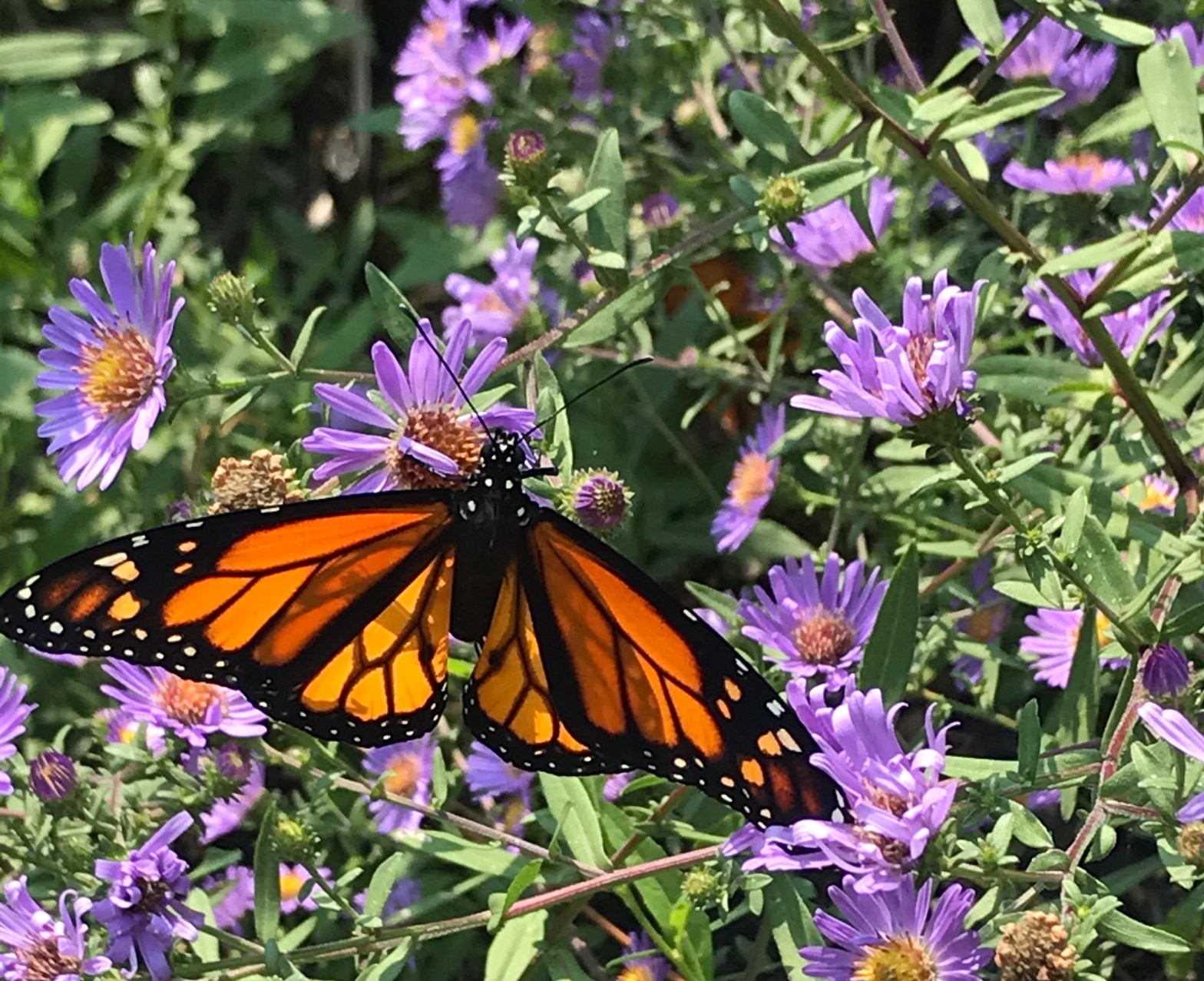 Monarch butterfly on purple flowers
