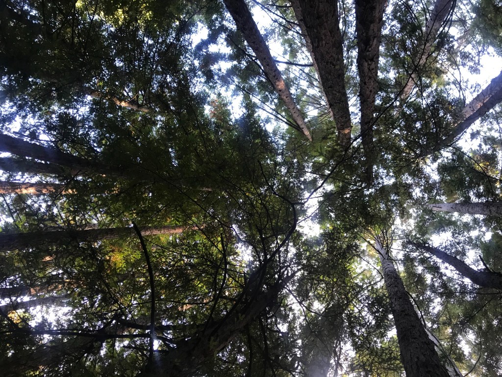 Sunlight coming through tops of trees