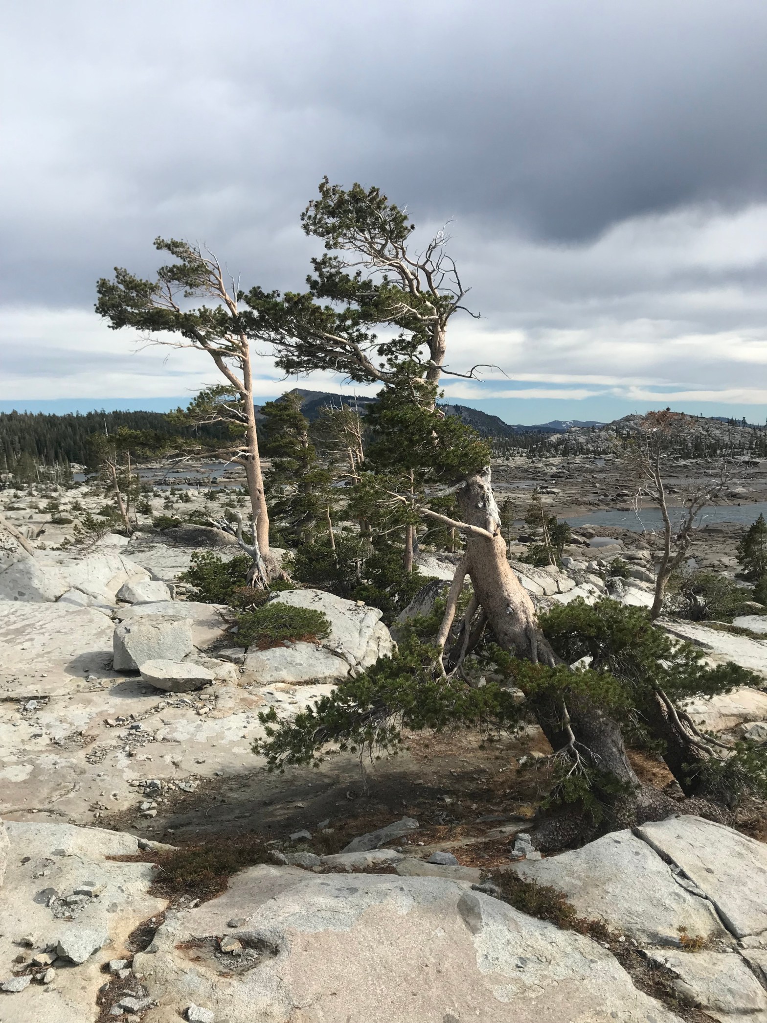 Image Description: Photo of several trees whose branches are permanently twisted from the wind, continuing to grow from solid grey rock against a cloudy background.