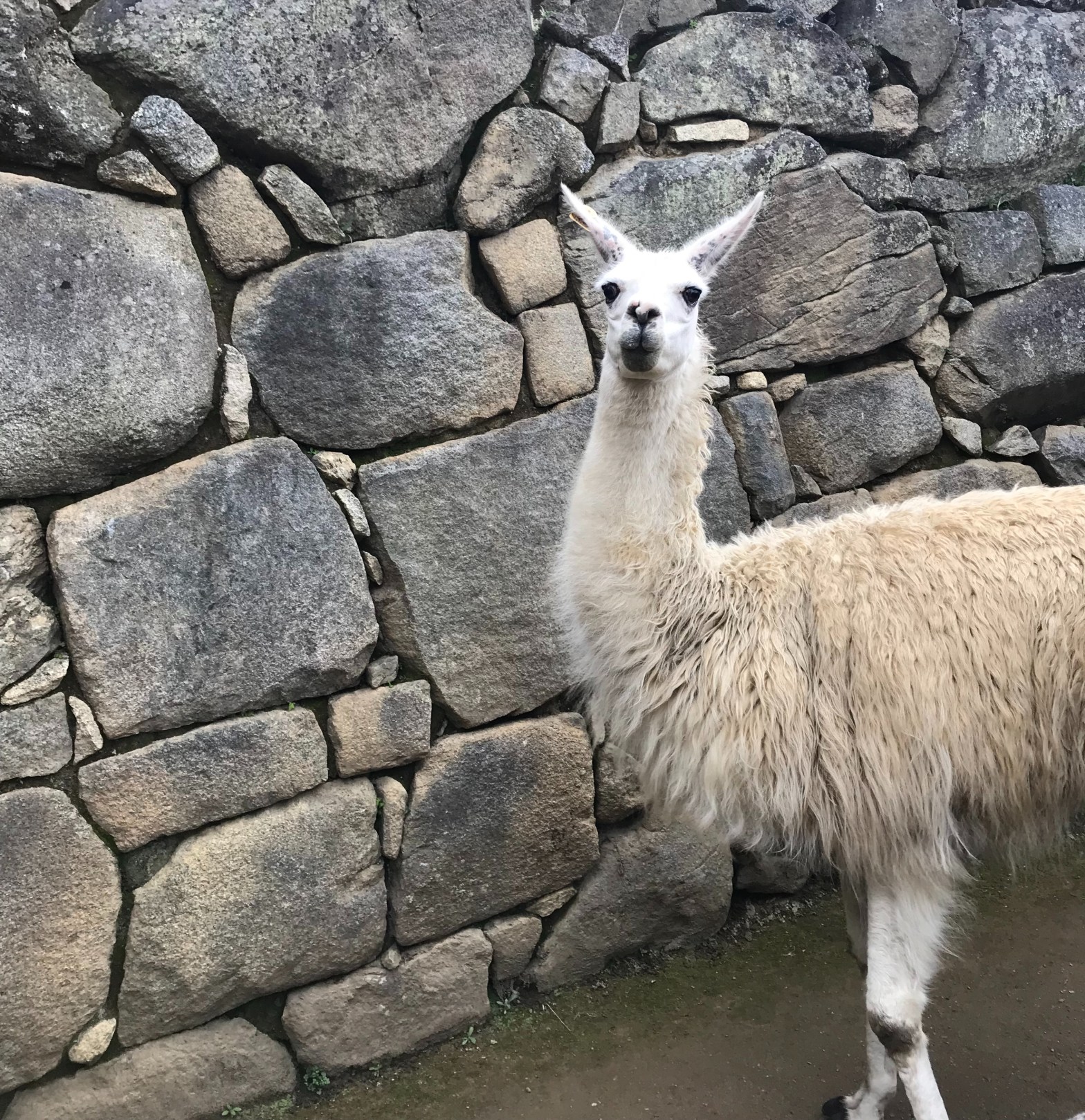 Image Description: Photo of a white llama against a grey stone background at Machu Picchu