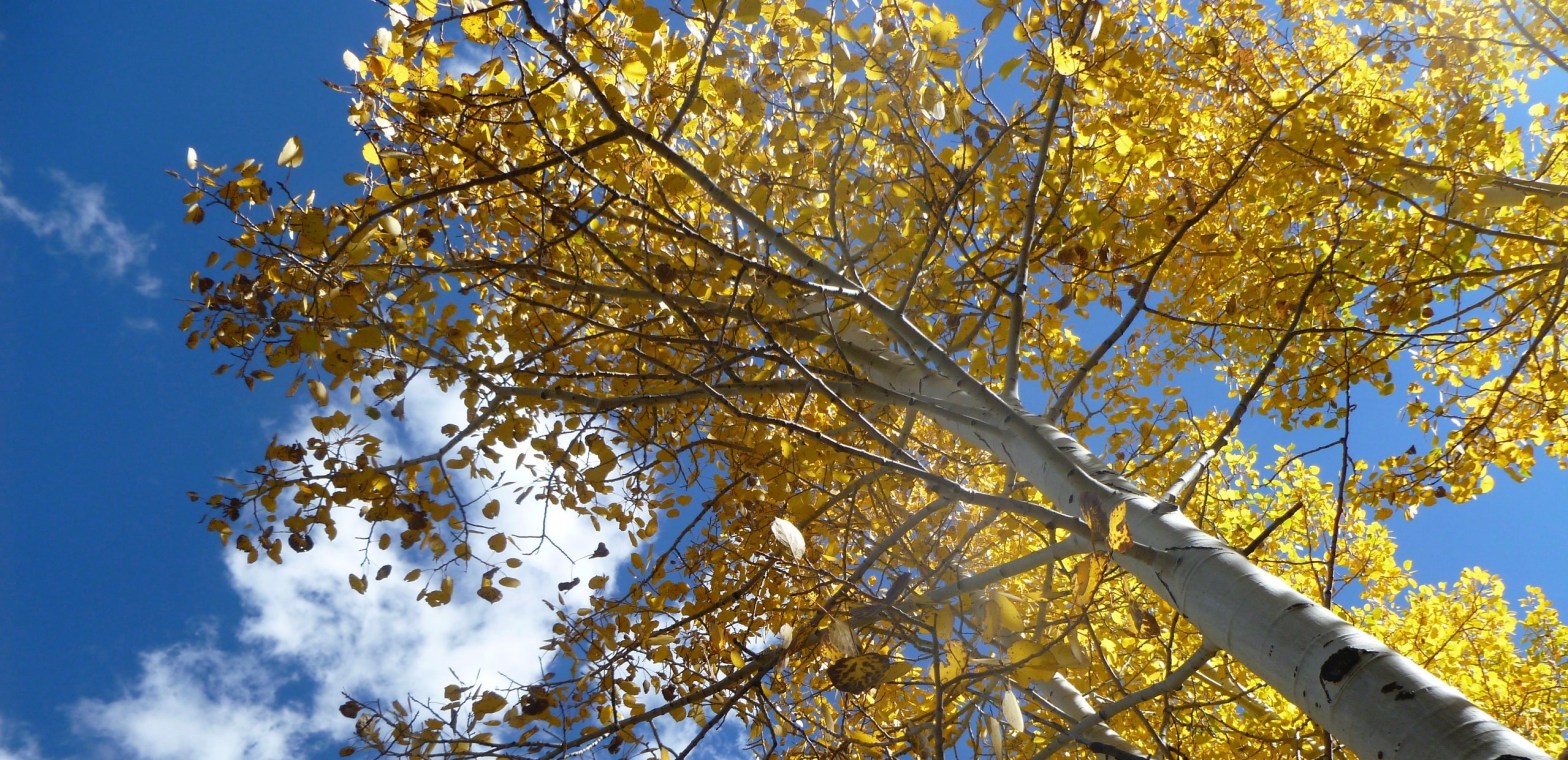 Image description: Yellow aspen leaves with blue sky in the background