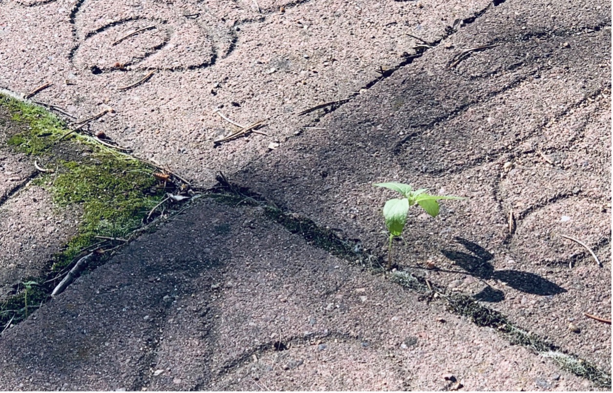 Seedling growing from cracks in concrete tiles